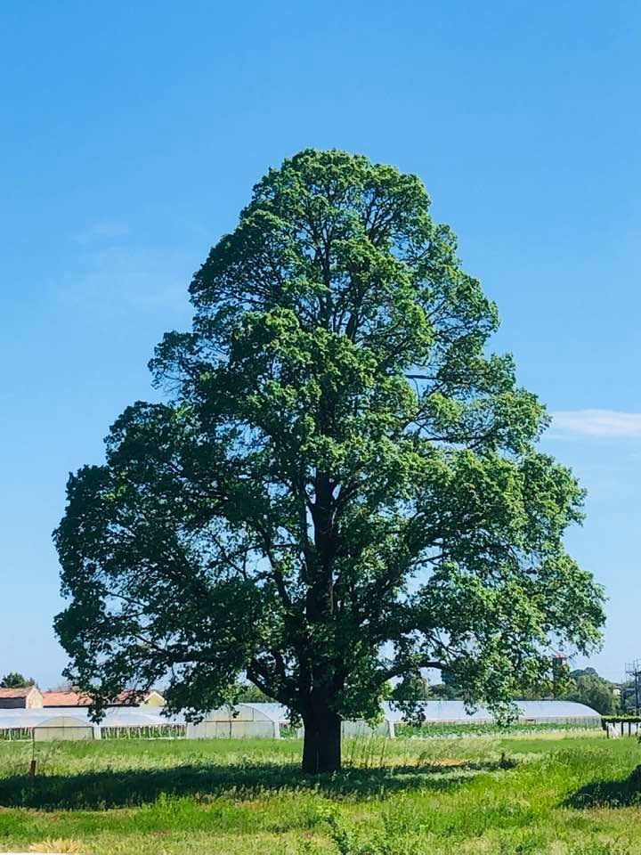 Estratto dalla locandina