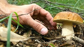 foto di una raccolta funghi