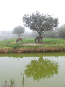 Comune di Cavallino Treporti