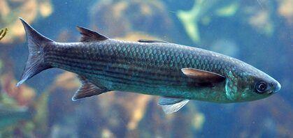 immagine branzino - Scheda Ittica