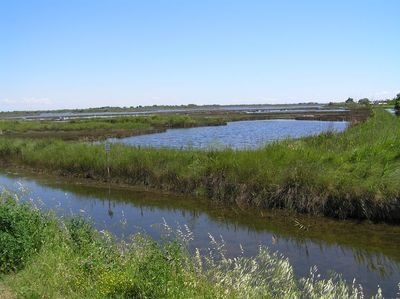 immagine della laguna di Cavallino